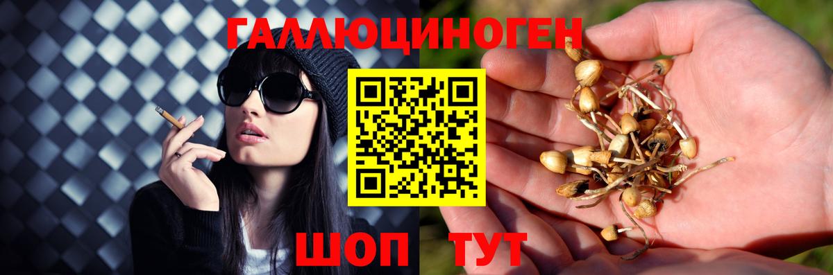 Галлюциногенные грибы Psilocybine cubensis Красный Сулин